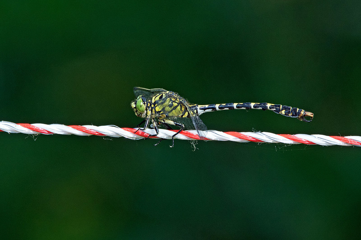 Kleine Zangenlibelle (Onychogomphus forcipatus)
(c) Roland Tichai/NABU-naturgucker.de