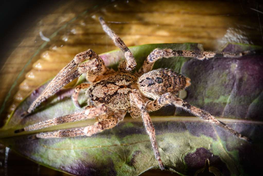 Nosferatu-Spinne (Zoropsis spinimana), (c) Frank Lepper/NABU-naturgucker.de