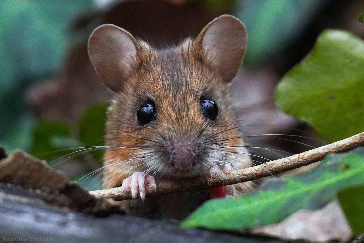 Waldmaus (Apodemus sylvaticus) am 26. Dezember 2023, (c) Angelika Nijhoff/NABU-naturgucker.de