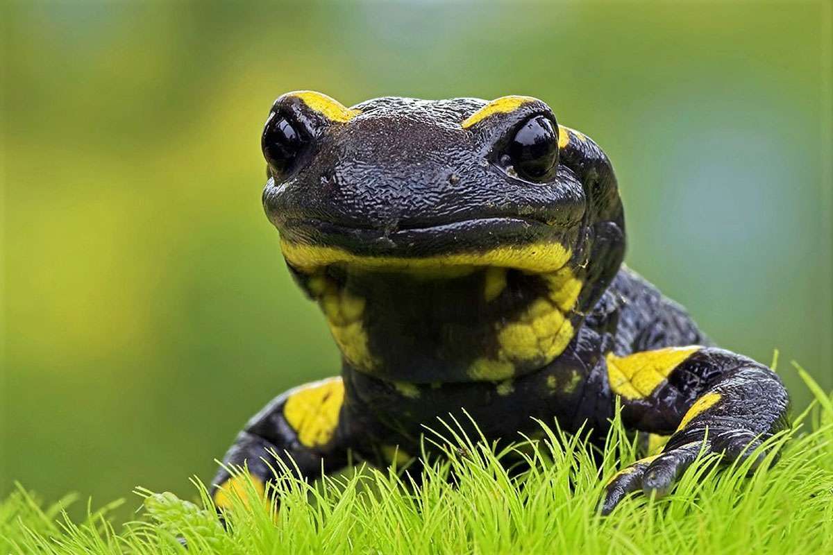 Feuersalamander (Salamandra salamandra), (c) Thomas Thieme/NABU-naturgucker.de