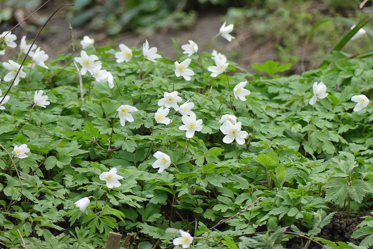 Busch-Windröschen (Anemone nemorosa) wachsen im Schatten, (c) Gudrun Treiber/NABU-naturgucker.de