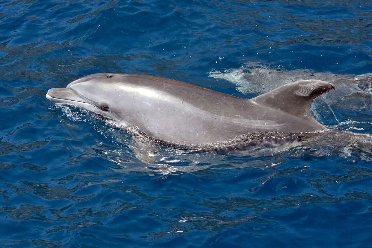 Großer Tümmler (Tursiops truncatus), (c) Werner Baubkus/NABU-naturgucker.de