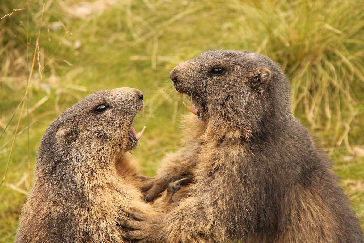 Alpenmurmeltier (Marmota marmota), (c) Frank Beisheim/NABU-naturgucker.de