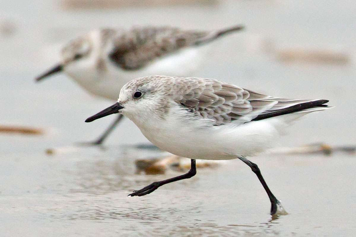 Sanderling (Calidris alba), (c) Matthias Entelmann/NABU-naturgucker.de