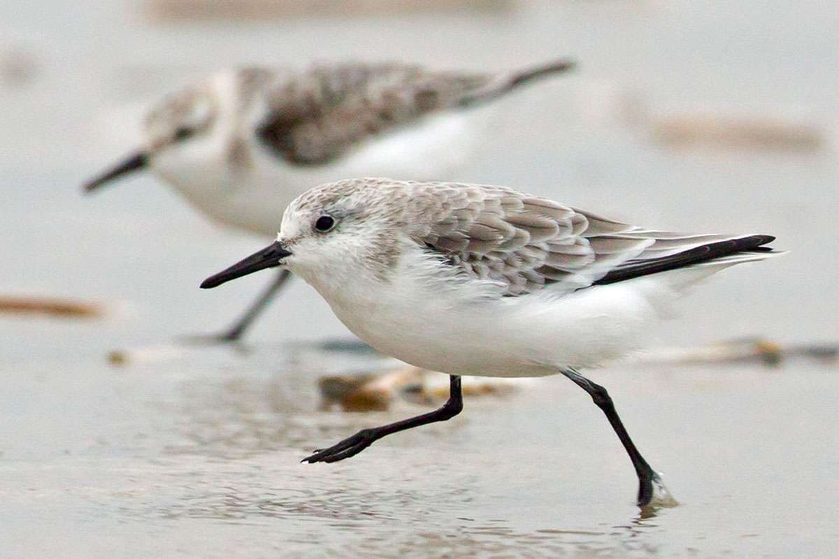 Sanderling (Calidris alba), (c) Matthias Entelmann/NABU-naturgucker.de
