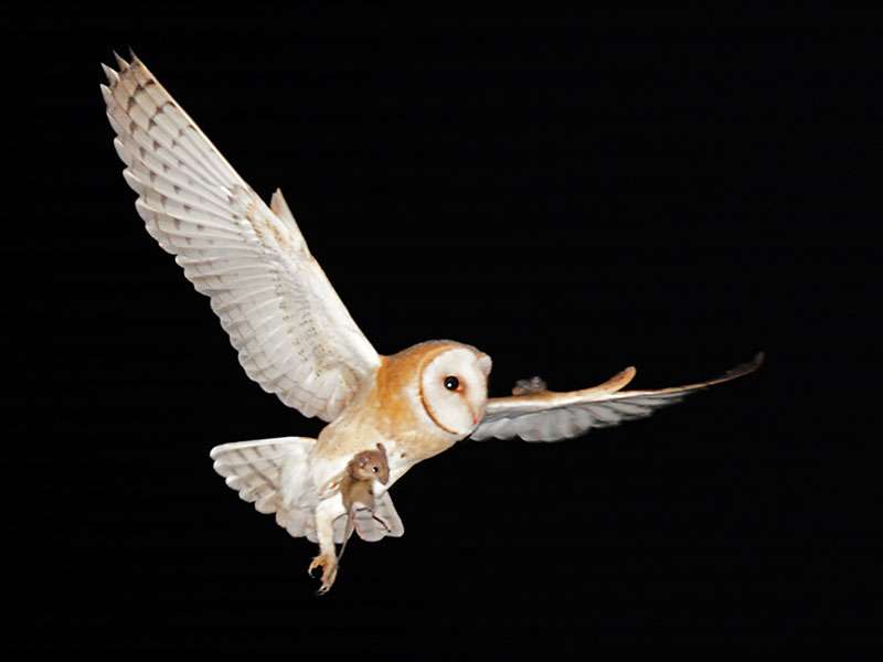 Schleiereule (Tyto alba), (c) Thomas Hein/NABU-naturgucker.de