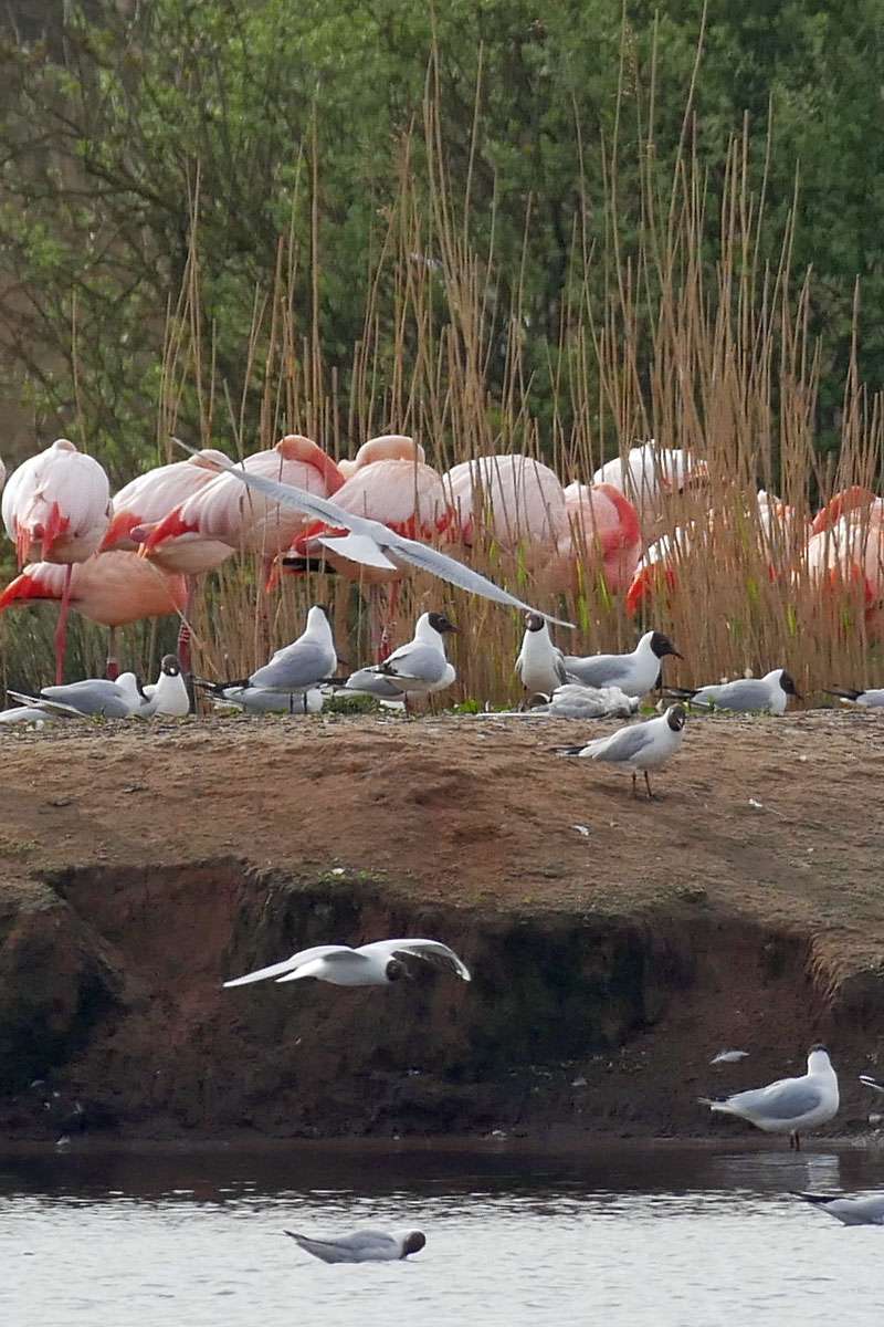 Lachmöwen und Flamingos – das und mehr gibt es bei den Praxistagen Vögel von NABU|naturgucker-Reisen zu sehen, (c) Thomas Griesohn-Pflieger