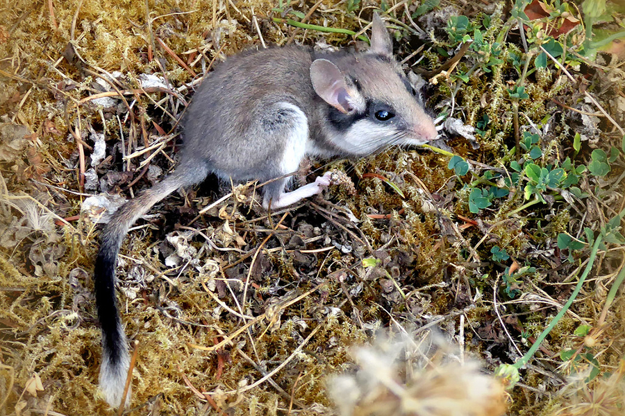 Gartenschläfer nach seiner Rettung aus einem Keller, (c) Karin-Simone Hauth/naturgucker.de