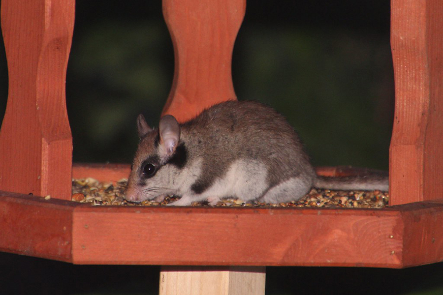 Gartenschläfer suchen auch Futterhäuschen auf, (c) Christoph Schell/NABU-naturgucker.de