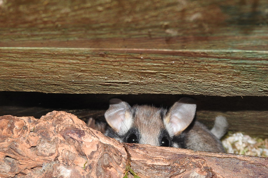 Gartenschläfer im Versteck, (c) Michael Nickel/NABU-naturgucker.de