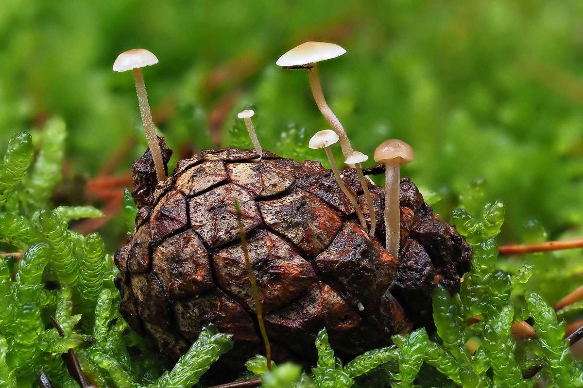 Mäuseschwanz-Rübling (Baeospora myosura), (c) Ralph Bergs/NABU-naturgucker.de
