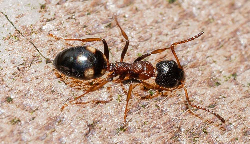 Vierpunkt-Drüsenameise (Dolichoderus quadripunctatus), (c) Ulrich Sach/NABU-naturgucker.de