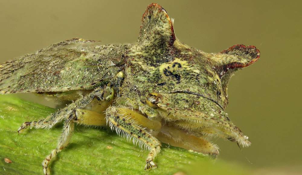 Echte Ohrzikade (Ledra aurita), (c) Friedemann Treuz/NABU-naturgucker.de