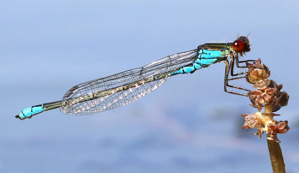 Kleines Granatauge (Erythromma viridulum), (c) Jens Wörner/NABU-naturgucker.de