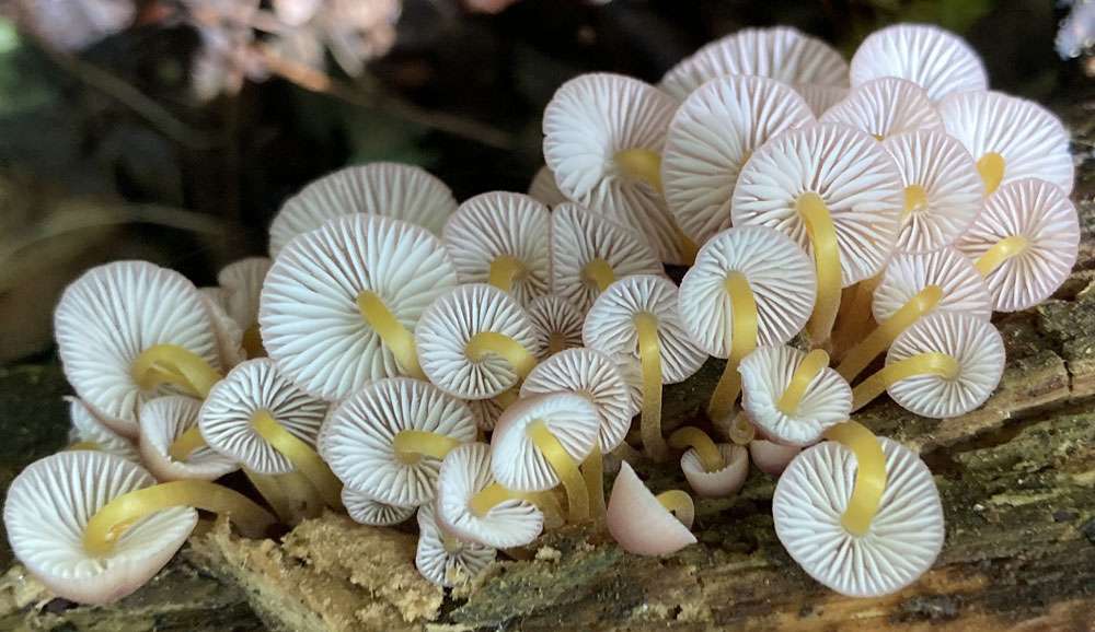 Gelbstieliger Nitrathelmling (Mycena renati), (c) Malgorzata Krolikowska/NABU-naturgucker.de