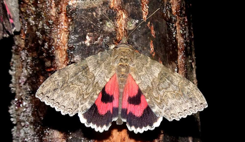 Rotes Ordensband (Catocala nupta), (c) Hans Prün/NABU-naturgucker.de