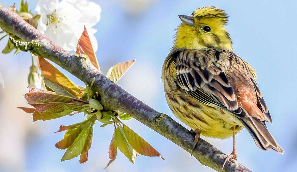 Goldammer (Emberiza citrinella), (c) Axel Aßmann/NABU-naturgucker.de