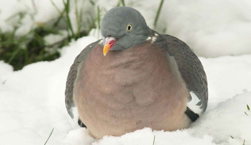 Ringeltaube (Columba palumbus), (c) Frank Beisheim/NABU-naturgucker.de