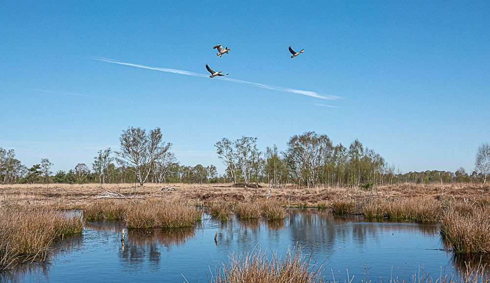 Im Moor, (c) Ulrike Wizisk/NABU-naturgucker.de