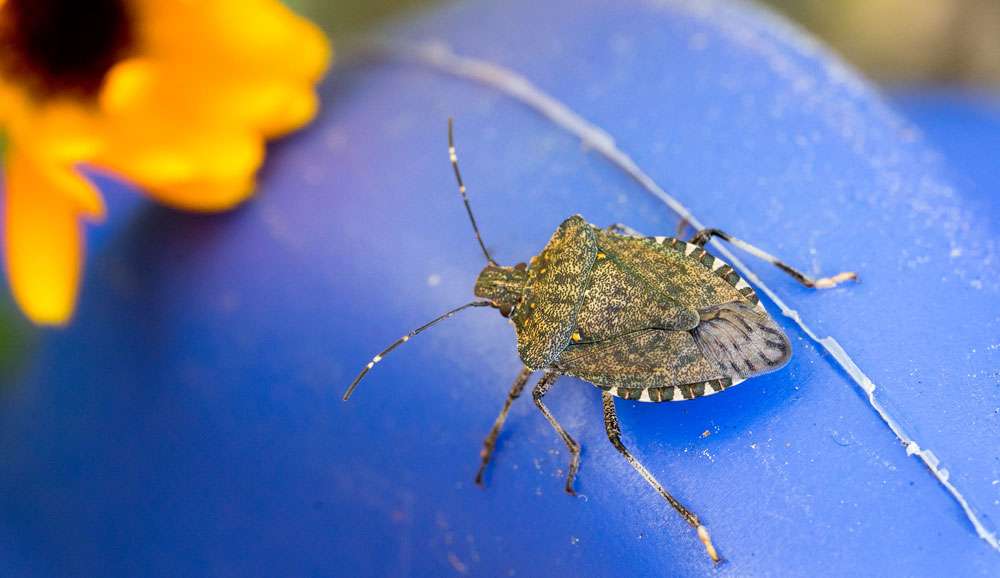 Marmorierte Baumwanze (Halyomorpha halys) im Wohnumfeld, (c) Iris Rottländer/NABU-naturgucker.de