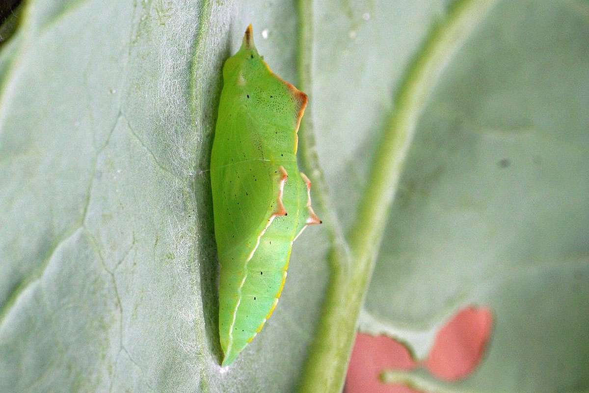 Puppe des Kleinen Kohlweißlings (Pieris rapae), (c) Jürgen Gehnen/NABU-naturgucker.de