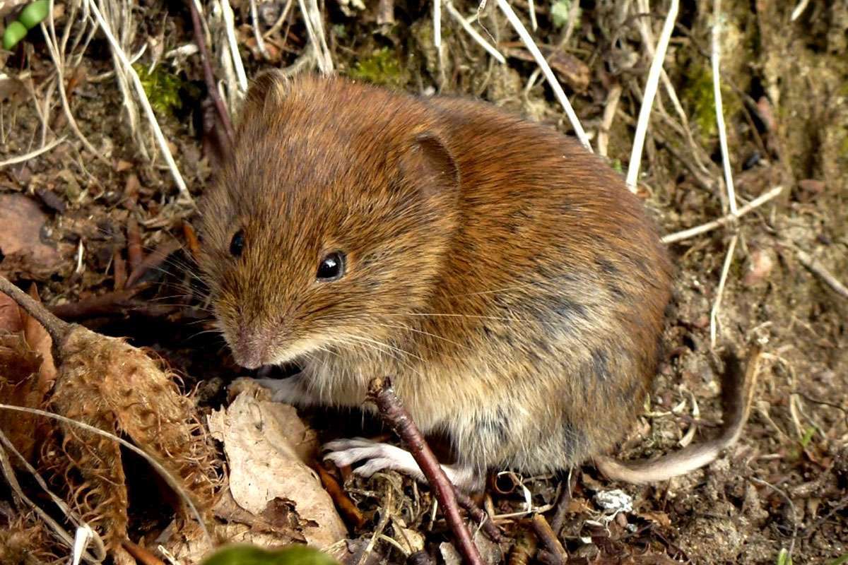 Rötelmaus (Myodes glareolus), (c) Rolf Theodor Borlinghaus/NABU-naturgucker.de