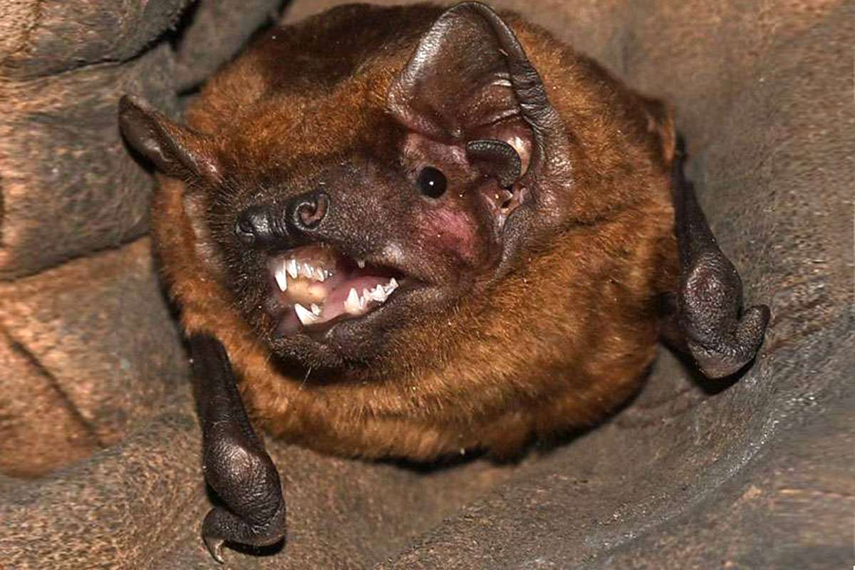 Großer Abendsegler (Nyctalus noctula), (c) Hans Schwarting/NABU-naturgucker.de