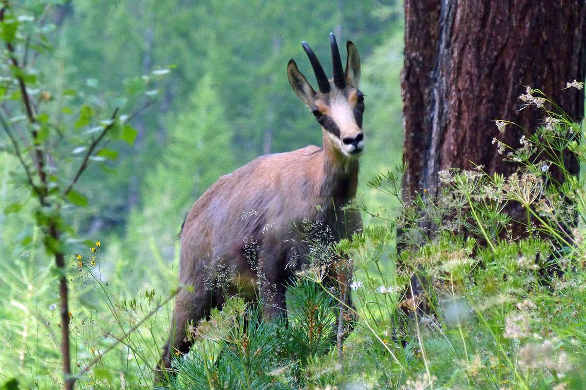 Gämse (Rupicapra rupicapra), (c) Karl-Heinz Fuldner/NABU-naturgucker.de