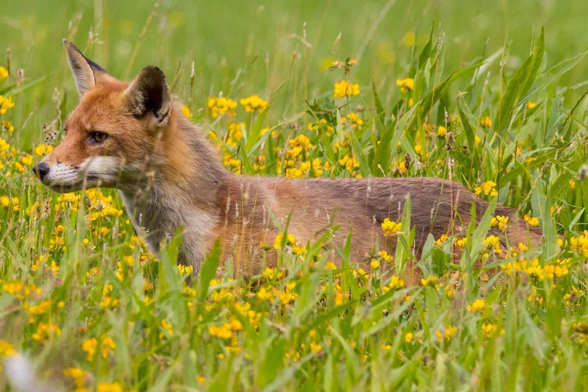 Rotfuchs (Vulpes vulpes), (c) Thomas Schwarzbach/NABU-naturgucker.de