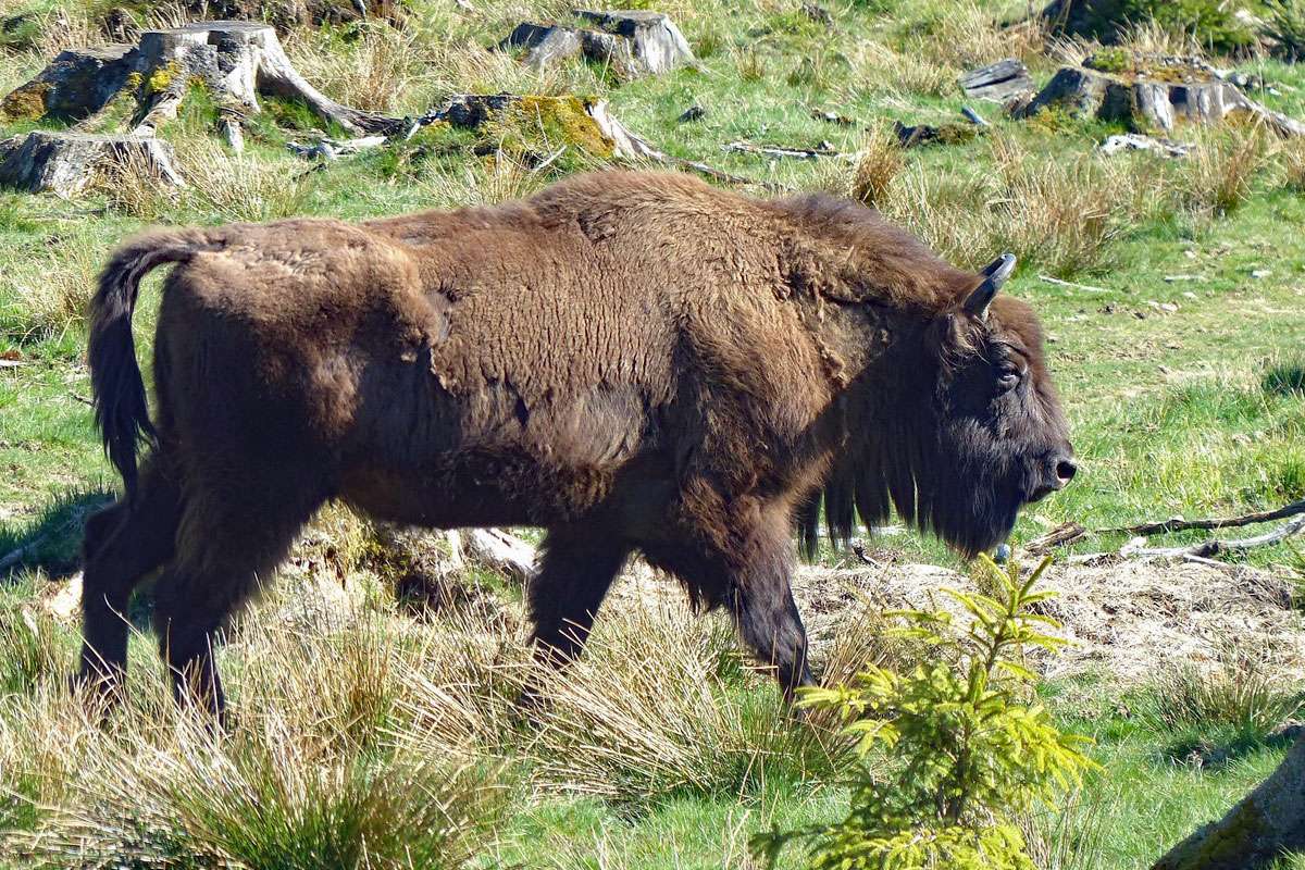 Wisent, (c) Armin Dreisbach/NABU-naturgucker.de