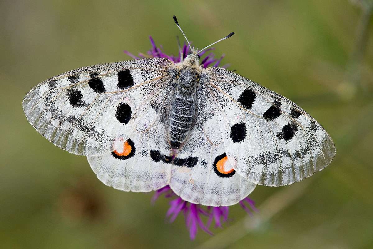 Roter Apollo, (c) Erich Hacker/NABU-naturgucker.de