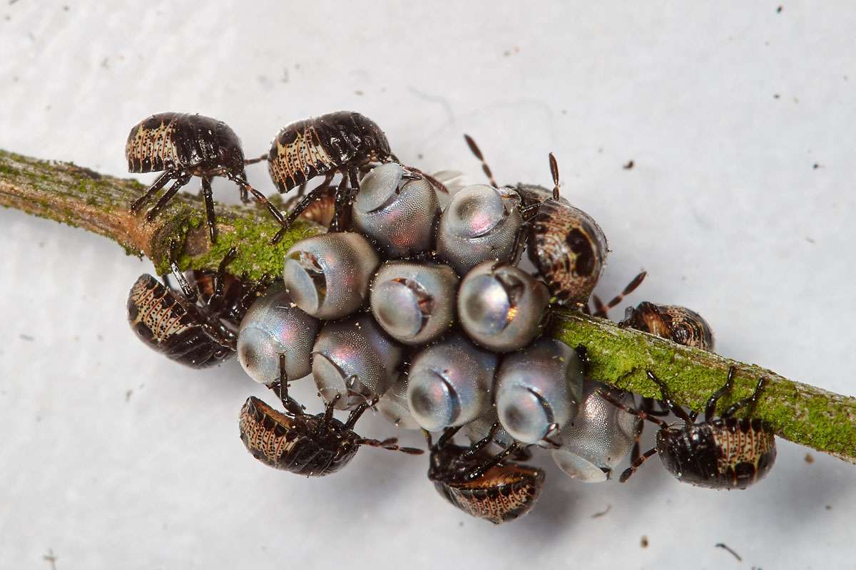 Frisch geschlüpfte Larven der Grauen Gartenwanze, (c) Arno Laber/NABU-naturgucker.de