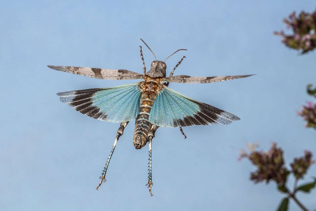 Blauflügelige Ödlandschrecke, (c) Herwig Winter/NABU-naturgucker.de