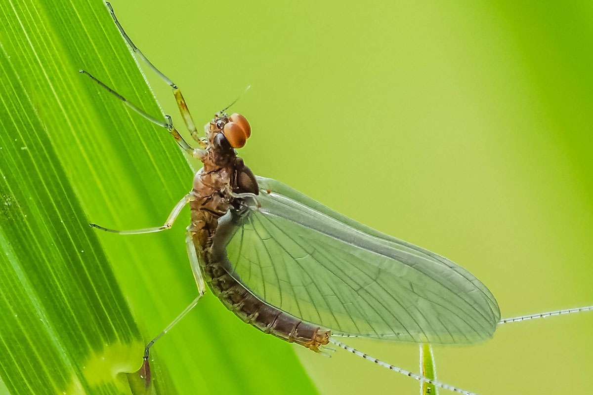 Fliegenhaft (Cloeon dipterum), (c) Istvan und Sabine Palfi/NABU-naturgucker.de