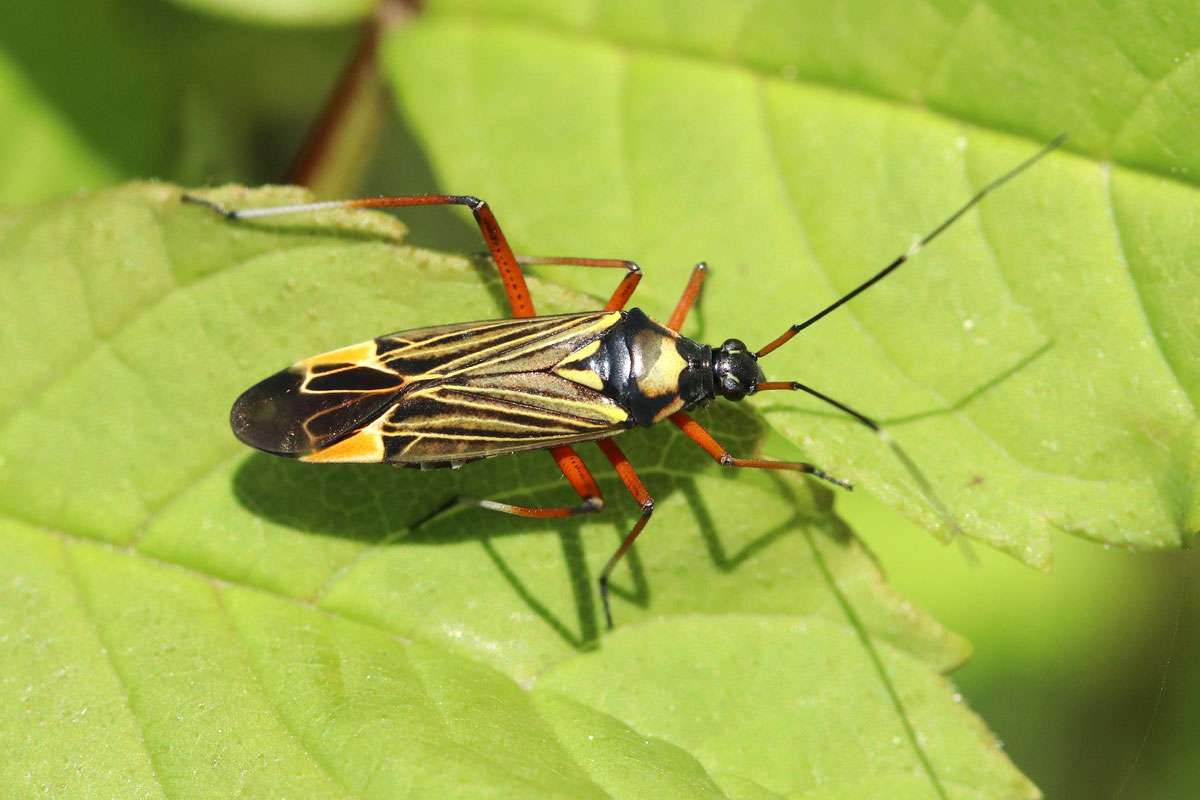 Prachtwanze (Miris striatus), (c) Thilo Bruder/NABU-naturgucker.de
