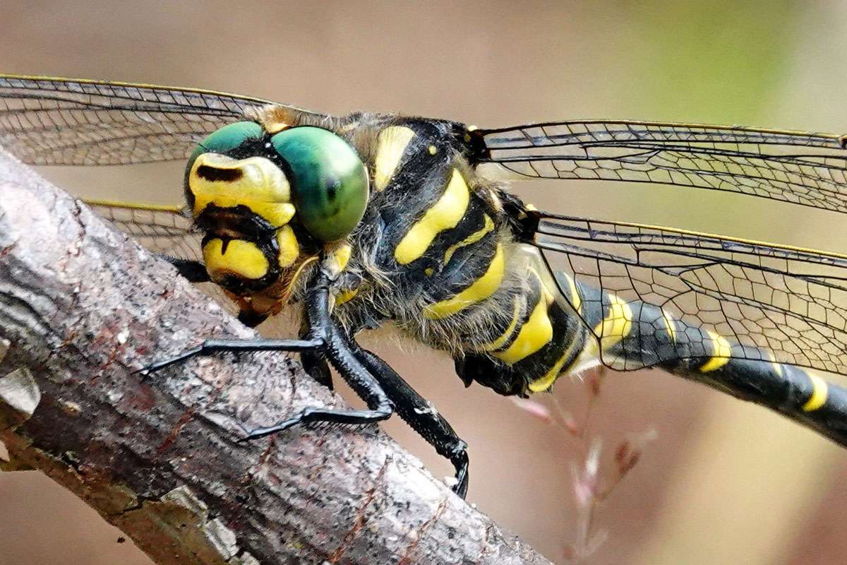 Lebt an Bächen mit guter Wasserqualität:
die Zweigestreifte Quelljungfer (Cordulegaster boltonii), (c) Jens Winter/NABU-naturgucker.de