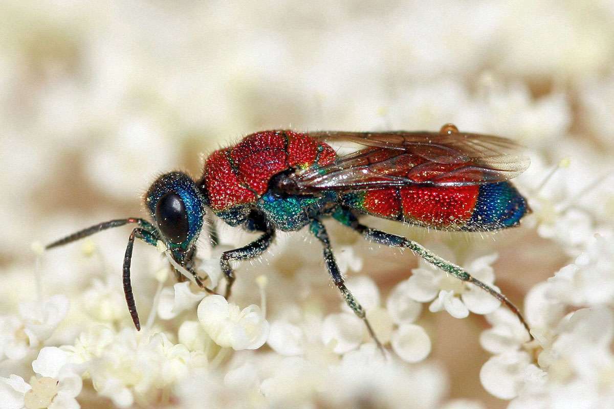 Bunte Goldwespe, (c) Frank Aeckersberg/NABU-naturgucker.de