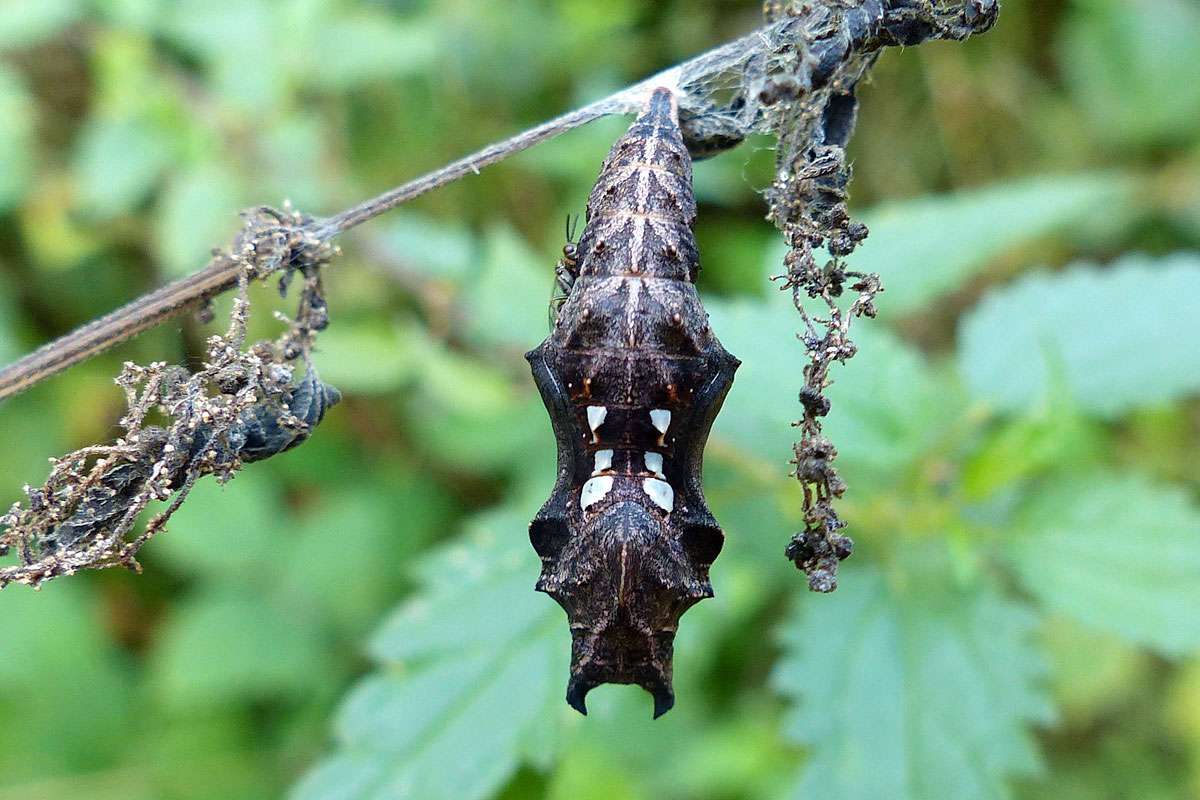 Puppe des C-Falters, (c) Eva-Maria Bäßler/NABU-naturgucker.de