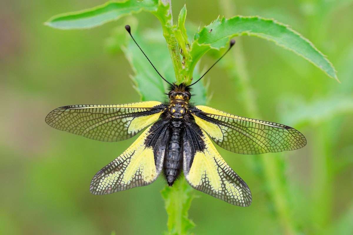 Ist in Deutschland sehr selten:
der Libellen-Schmetterlingshaft (Libelloides coccajus), (c) Markus Kolbe/NABU-naturgucker.de