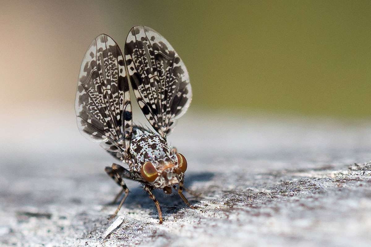 Pfauenfliege, (c) Marion Metzer/NABU-naturgucker.de