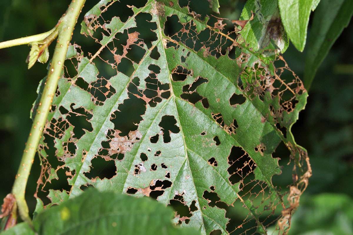Fraßspuren des Blauen Erlenblattkäfers an Schwarz-Erle, (c) Gaby Schulemann-Maier/NABU-naturgucker.de
