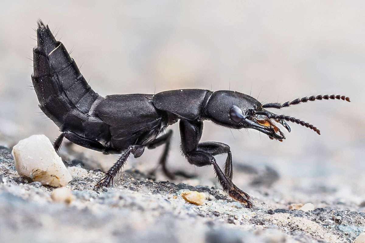 Schwarzer Moderkäfer, (c) Istvan und Sabine Palfi/NABU-naturgucker.de