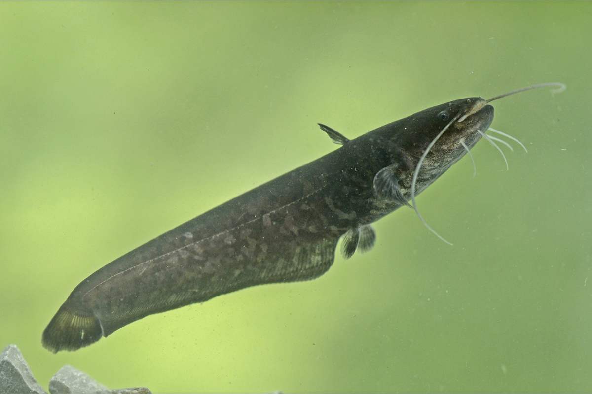 Europäischer Wels in Hessen, (c) Werner Bartsch/NABU-naturgucker.de