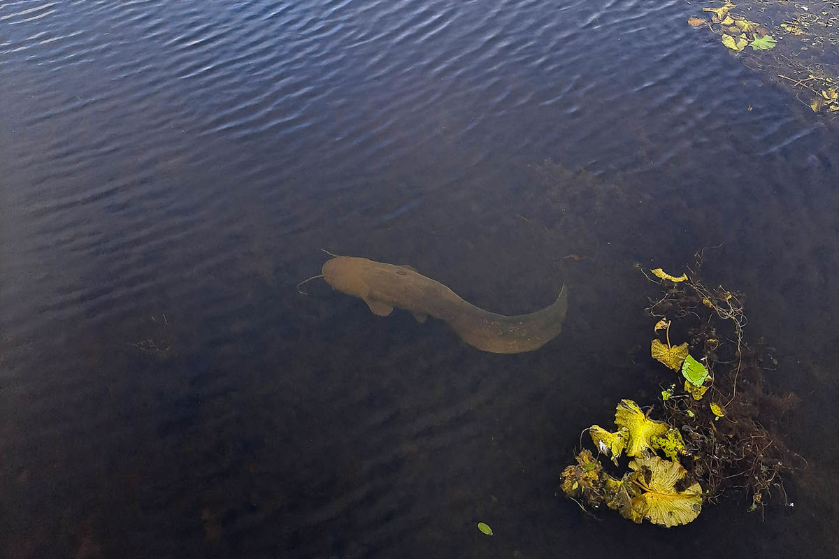 Europäischer Wels im Federsee in Baden-Württemberg, (c) Axel Prehl/NABU-naturgucker.de