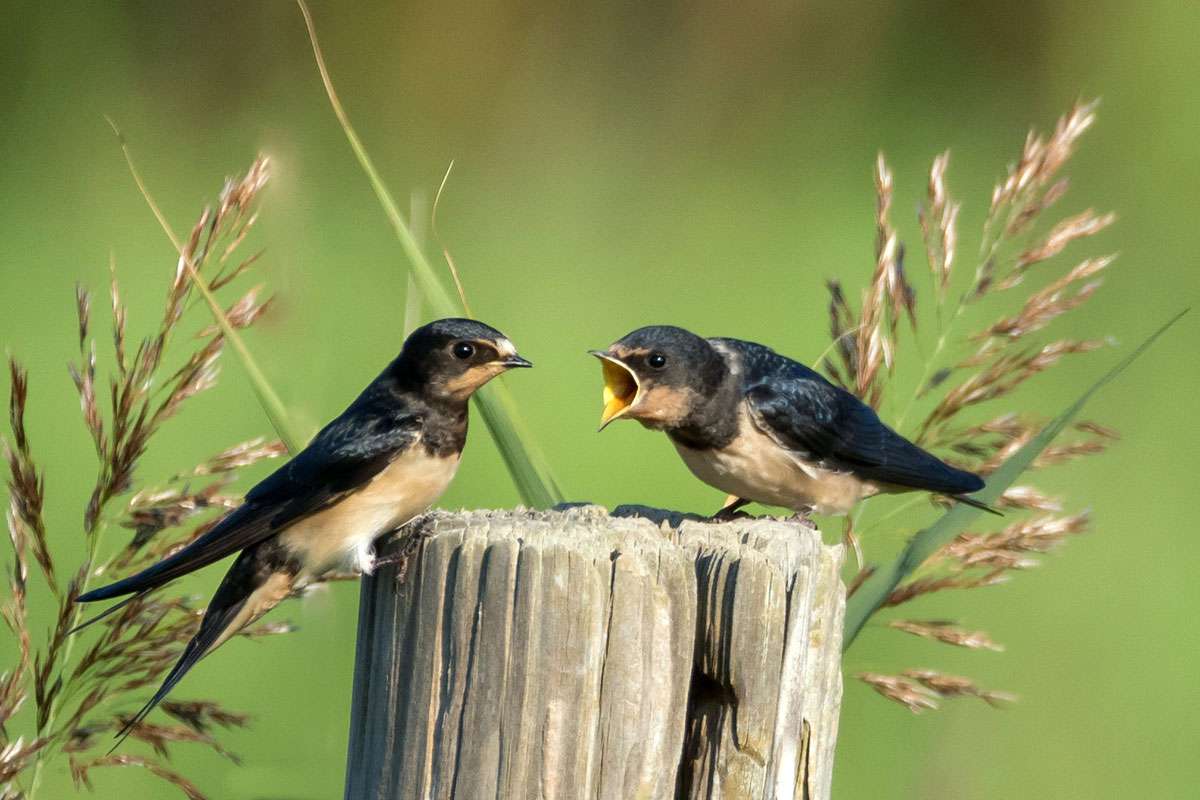 Rauchschwalben (Hirundo rustica), (c) Axel Aßmann/NABU-naturgucker.de