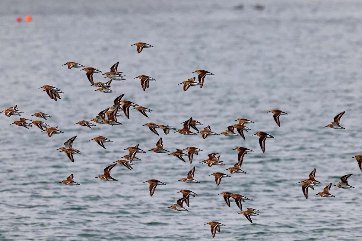 Alpenstrandläufer (Calidris alpina), (c) Jürgen Podgorski/NABU-naturgucker.de