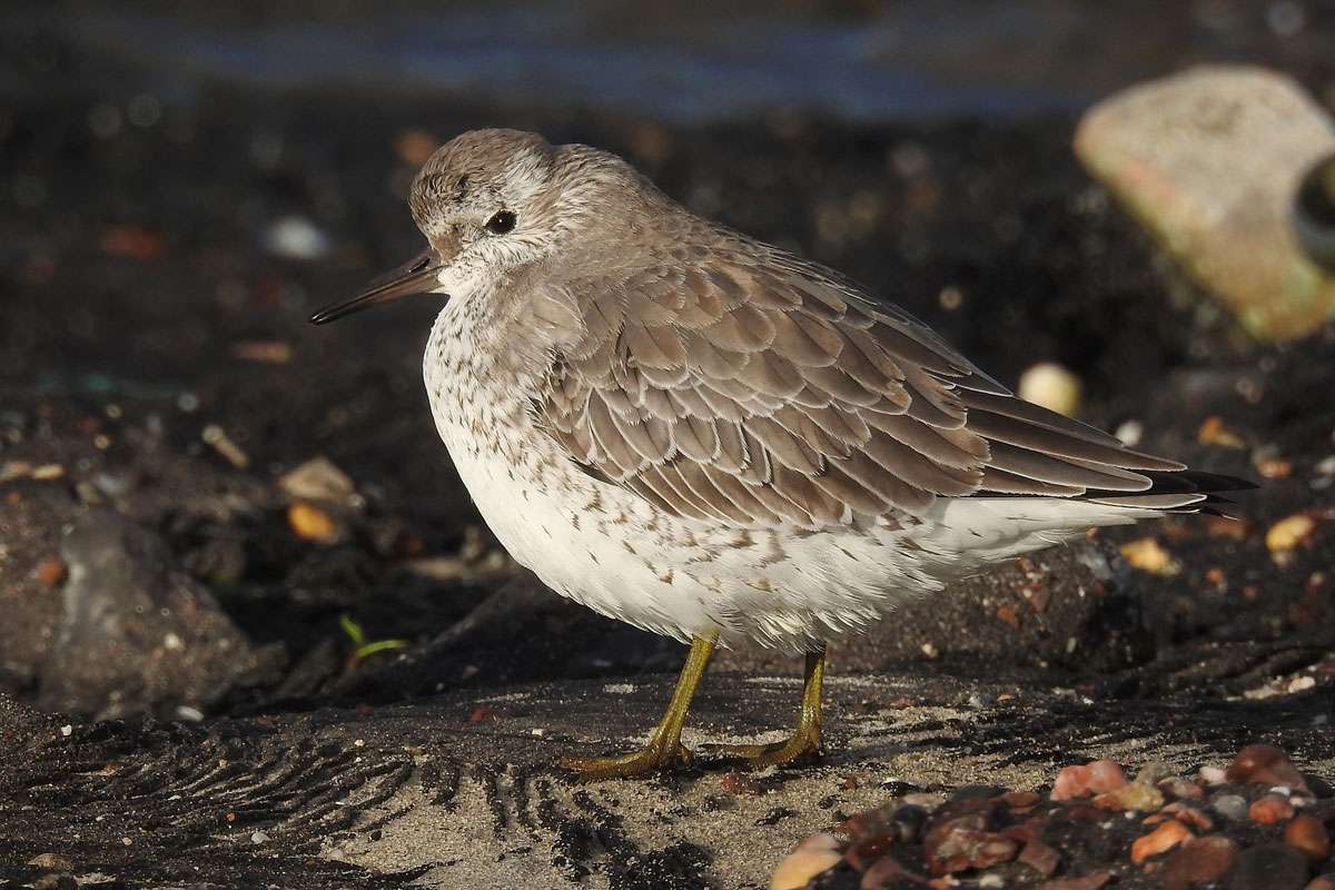 Knutt (Calidris canutus), (c) Thorsten u.Wolfgang Klumb/NABU-naturgucker.de