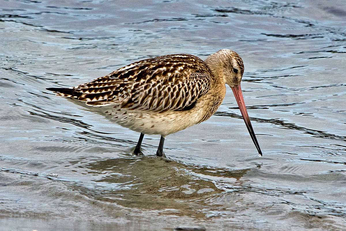 Pfuhlschnepfe (Limosa lapponica), (c) Roland Tichai/NABU-naturgucker.de