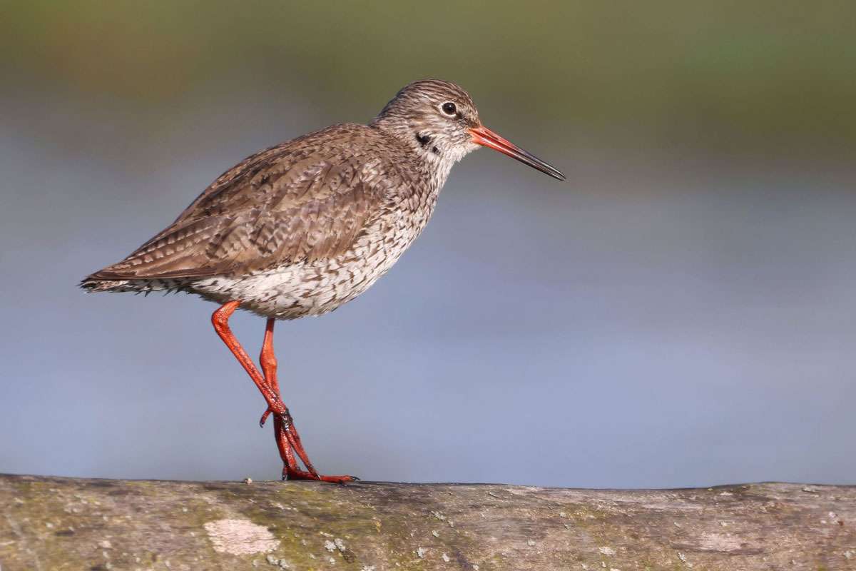 Rotschenkel (Tringa totanus), (c) Ulrich Köller/NABU-naturgucker.de