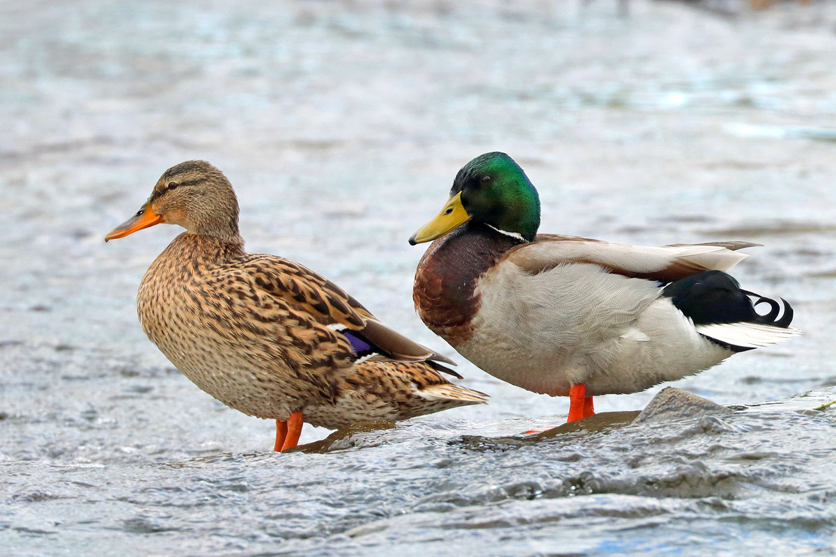 Stockenten (Anas platyrhynchos): Weibchen (li.) und Männchen, (c) Jens Winter/NABU-naturgucker.de